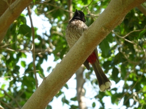 P1190888Red-vented Bulbul
